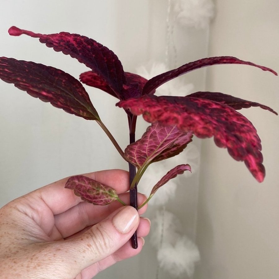 MARIPOSA *palettblad*coleus*