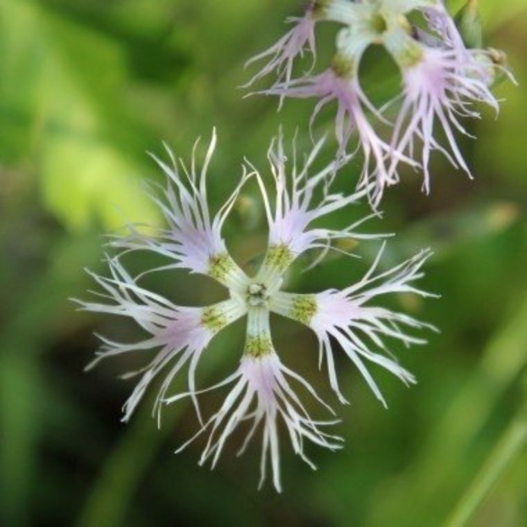 Rosa nejlika (Dianthus superbus)