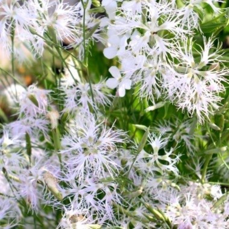 Rosa nejlika (Dianthus superbus)