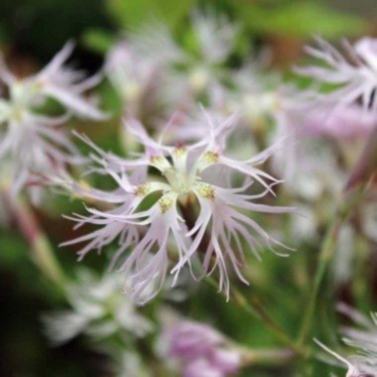 Rosa nejlika (Dianthus superbus)