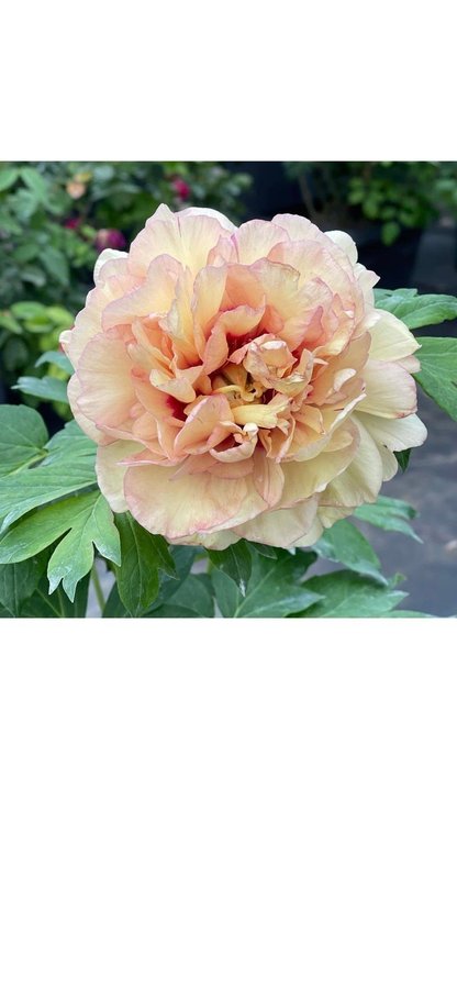 Pion Paeonia Callies Memory vackra blommor