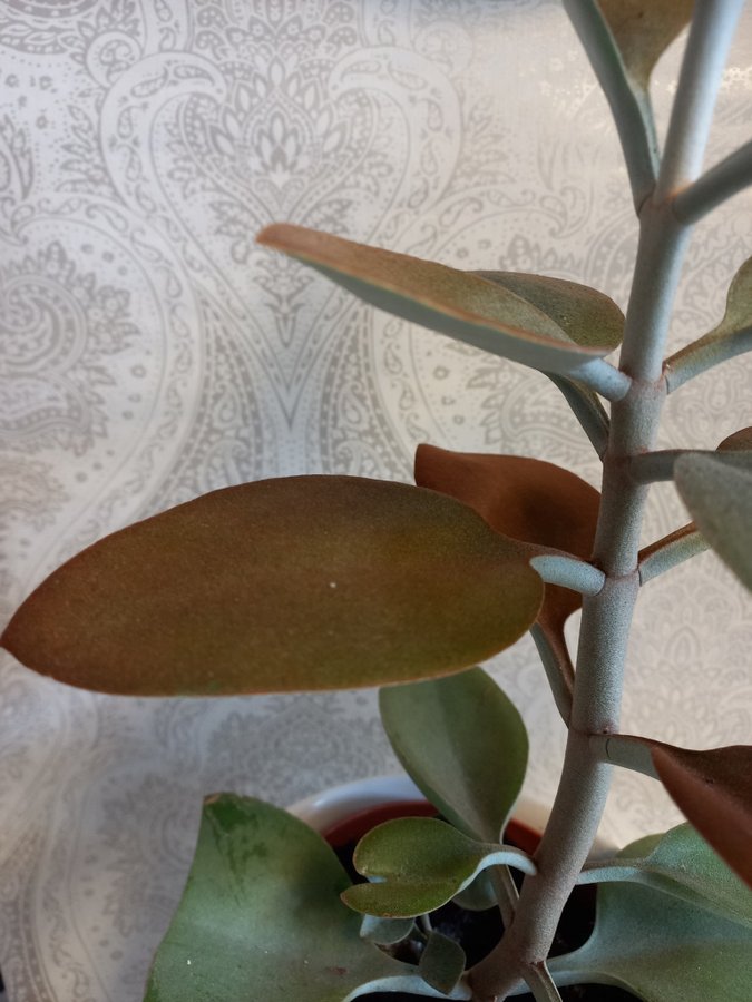 Kalanchoe oryga - stor fin planta