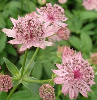 Astrantia major 'Pink Pride' - Stjärnflocka