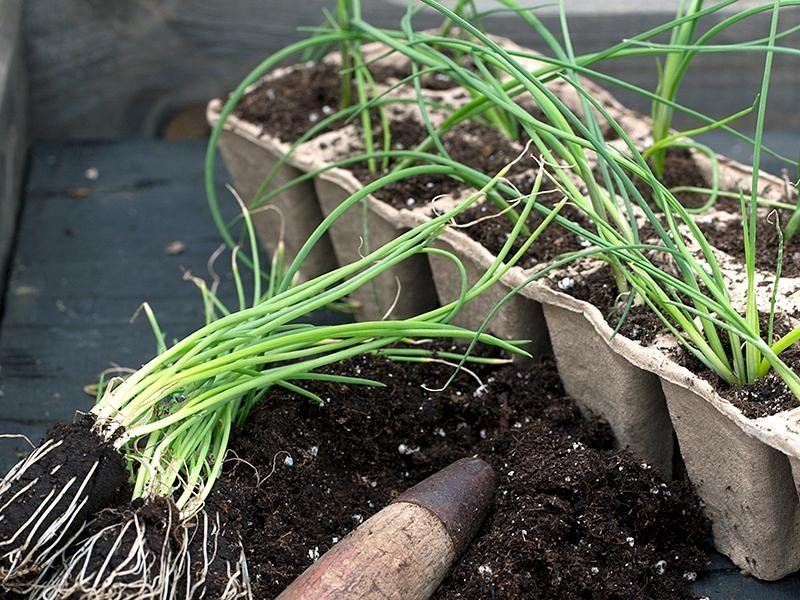 Flerårig planta av Gräslök köksväxt.