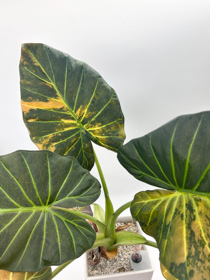 Alocasia Regal Shields aurea variegata