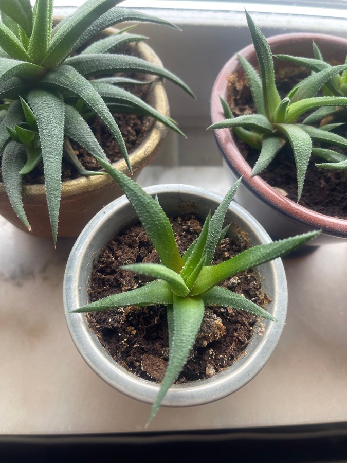 Haworthia fasciata, suckulent