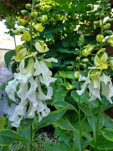 Digitalis 'Anne Redetzky' - Fingerborgsblomma - RARITET!