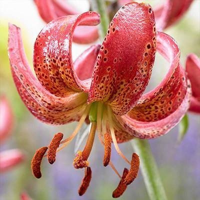 Lilium martagon 'MANITOBA MORNING' - Krollilja