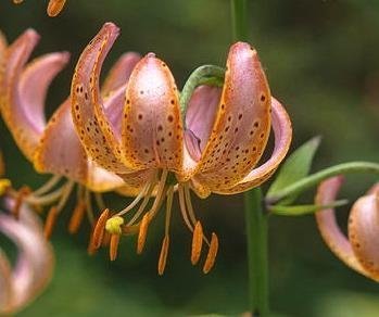 Lilium martagon 'FAIRY MORNING' - Krollilja