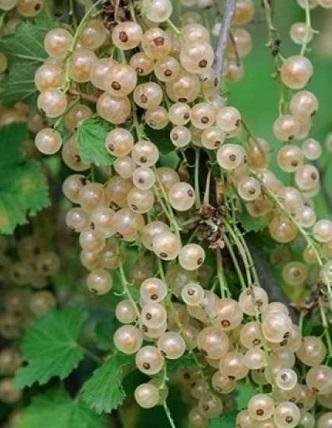 Ribes rubrum 'Vit Långklasig' - Vita Vinbär