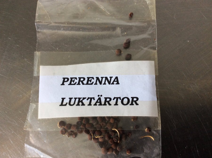 PEREENA LUKTÄRTER Minst 25 frön