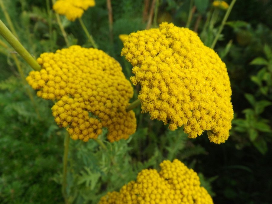 Röllika ’Yellow Yarrow’, flerårig, höjd 50 cm, blom juli-a-september, 50 frö