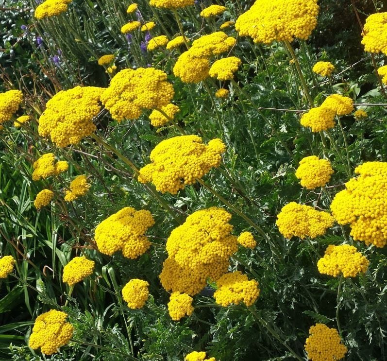 Röllika ’Yellow Yarrow’, flerårig, höjd 50 cm, blom juli-a-september, 50 frö