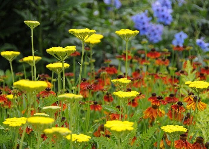 Röllika ’Yellow Yarrow’, flerårig, höjd 50 cm, blom juli-a-september, 50 frö