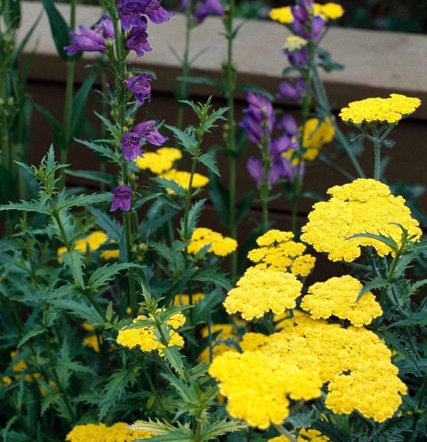 Röllika ’Yellow Yarrow’, flerårig, höjd 50 cm, blom juli-a-september, 50 frö