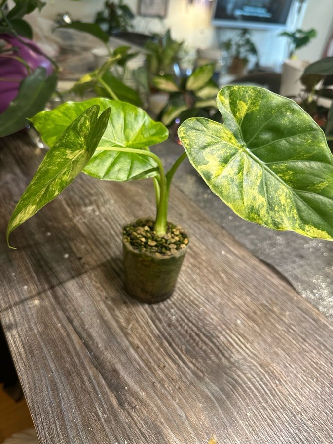 Alocasia Gageana Variegata