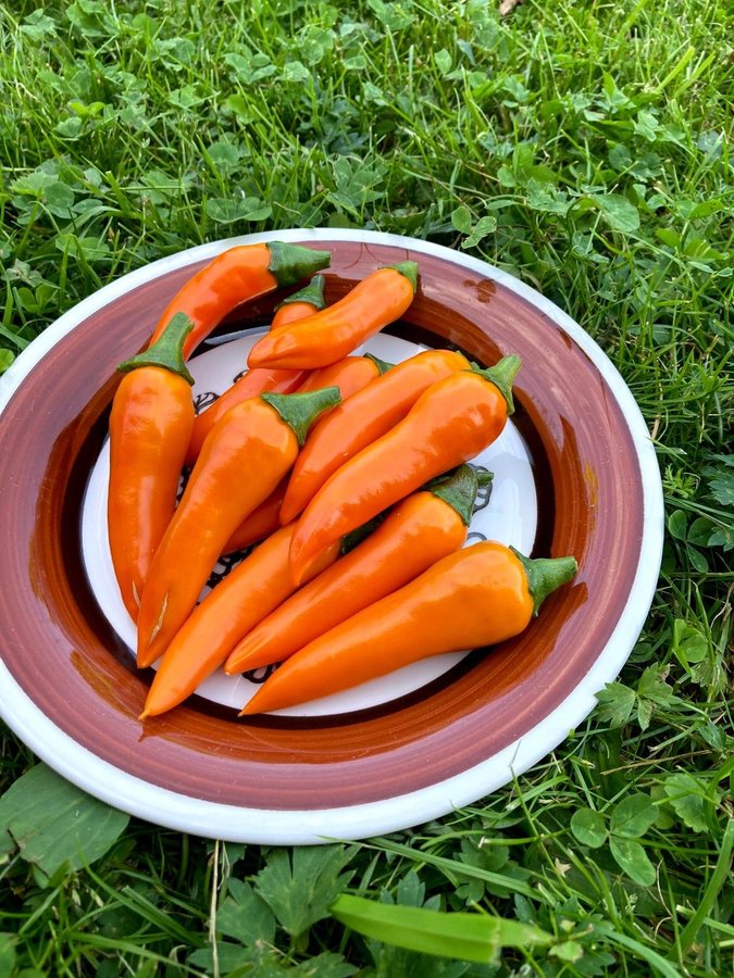 Bulgarian carrot chili 15st fröer