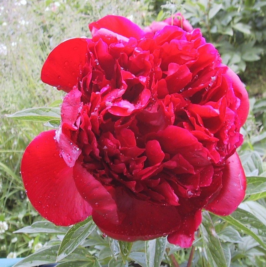 Pion lactiflora "Red Magic"