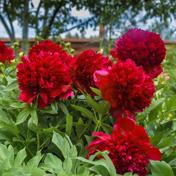 Pion lactiflora "Red Magic"