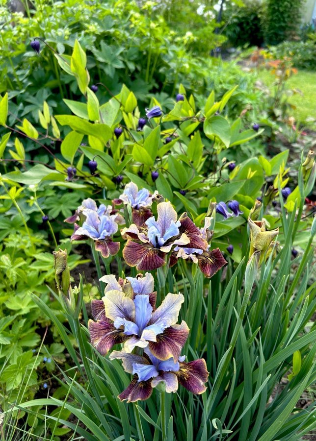 Iris sibirica ’Black Joker Rabattiris/Strandiris