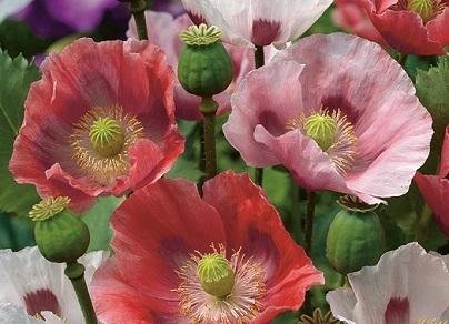 Papaver mix - Pionvallmo Fjädervallmo Kornvallmo mfl