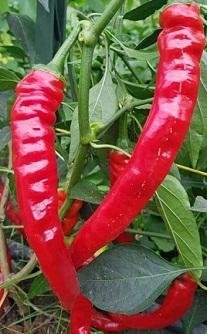 Capsicum annuum 'Lombardo' - Chili / Sötpeppar