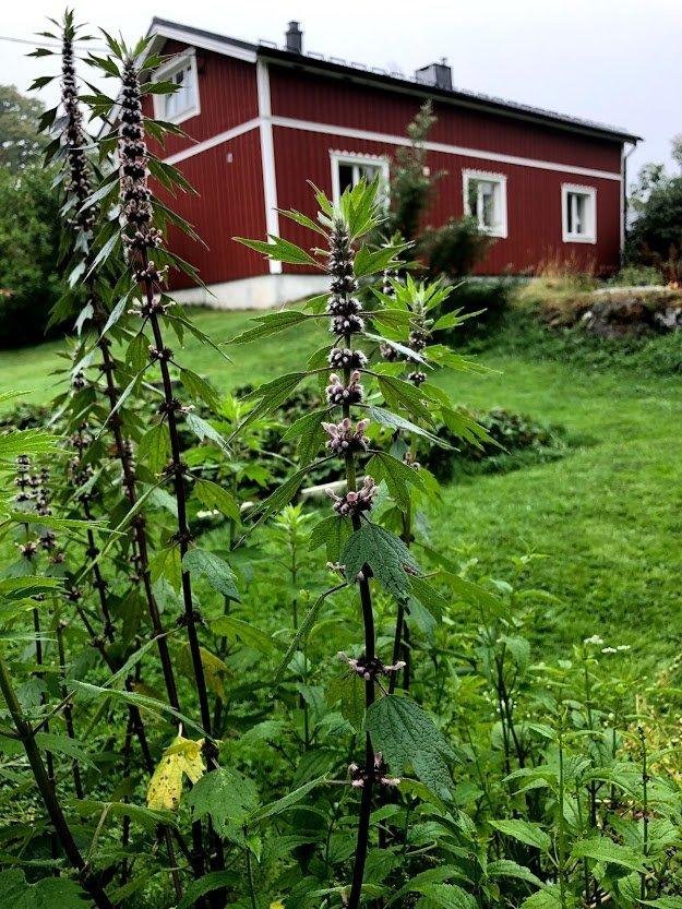 Hjärtstilla traditionell medicinalväxt samlarsort ca 50 fröer