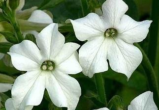 Nicotiana alata 'Grandiflora' - Stor Blomstertobak