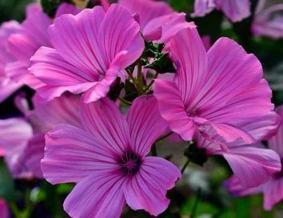 Lavatera trimestris 'Pink Beauty' - Sommarmalva