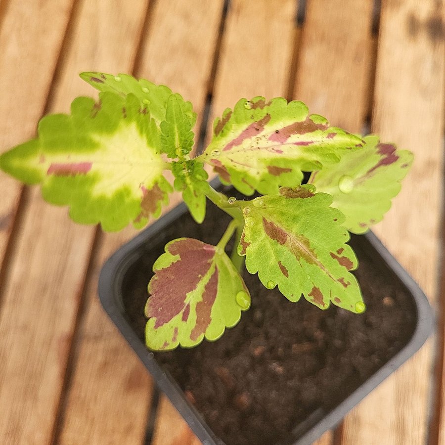 Coleus palettblad