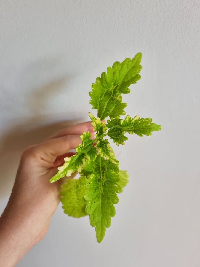 Palettblad Lemond and Lime Coleus Stickling