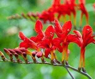 Crocosmia 'Lucifer' - Montbretia / Höstlilja