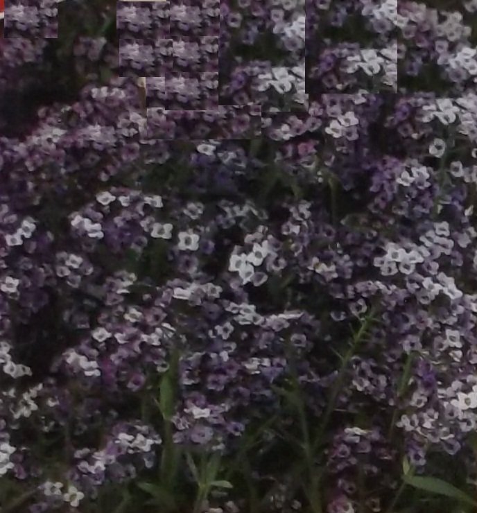 Strandkrassing Violet Queen Lila och Vit 15 Frön