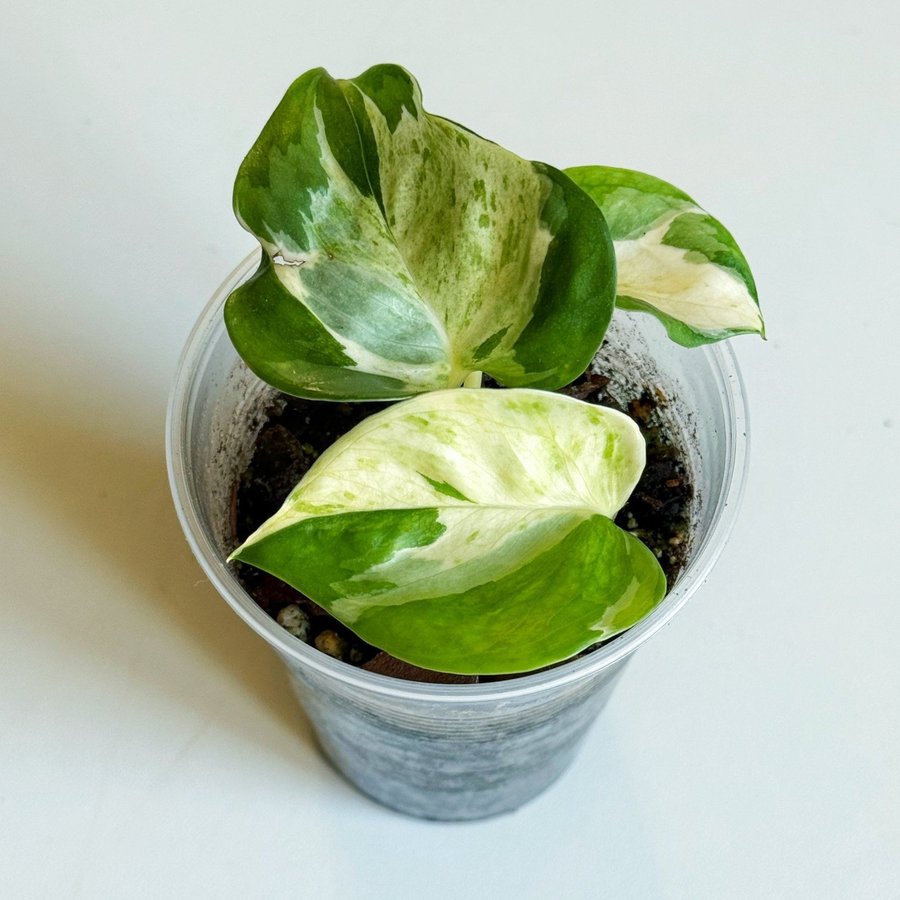 Epipremnum " MANJULA HAPPY LEAF " Liten planta (Gullranka, Aureum, Pothos)