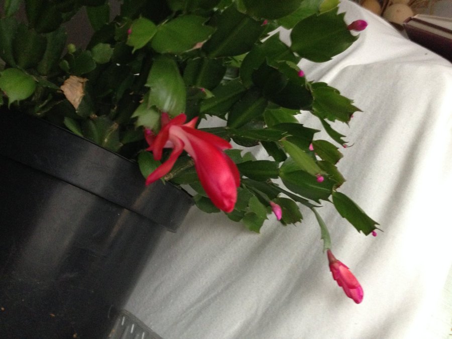 RÖD Schlumbergera Novemberkaktus OROTAT SKOTT