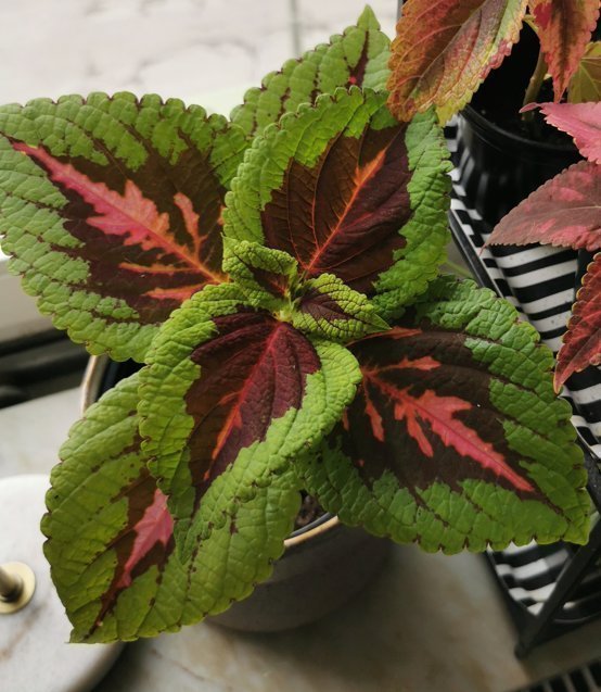 5st FRÖN från kong red palettblad coleus