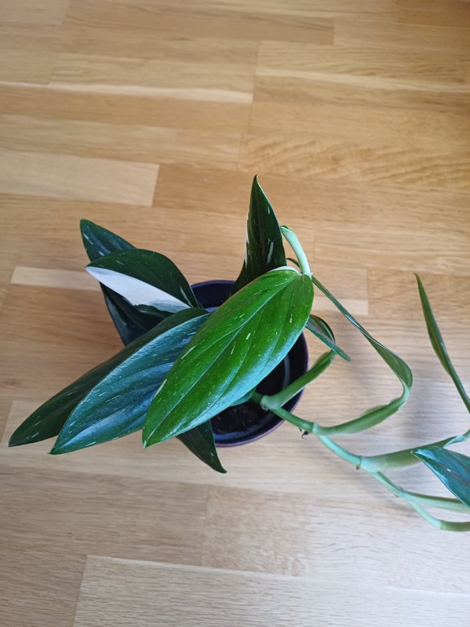 Philodendron Cobra