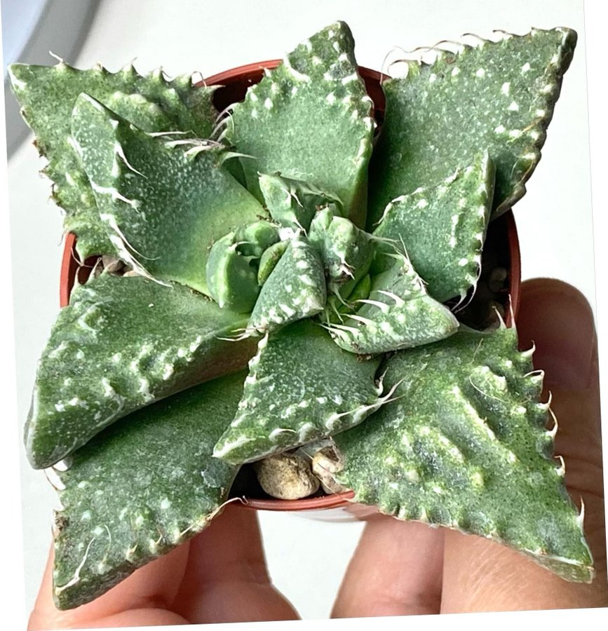 Faucaria felina