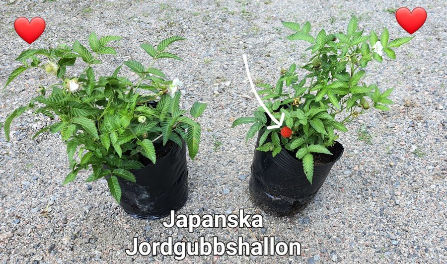 Jordgubbshallon fin planta Livskraftig fin