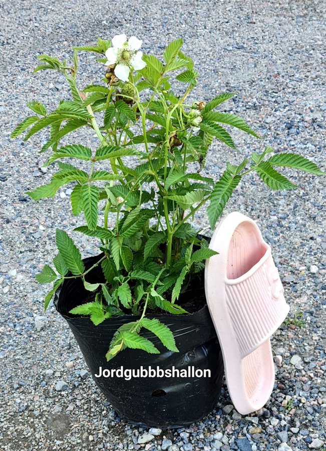 Jordgubbshallon fin planta Livskraftig fin