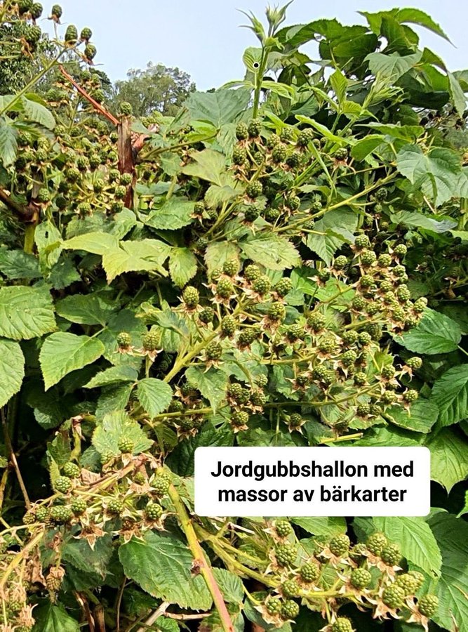 Jordgubbshallon fin planta Livskraftig fin