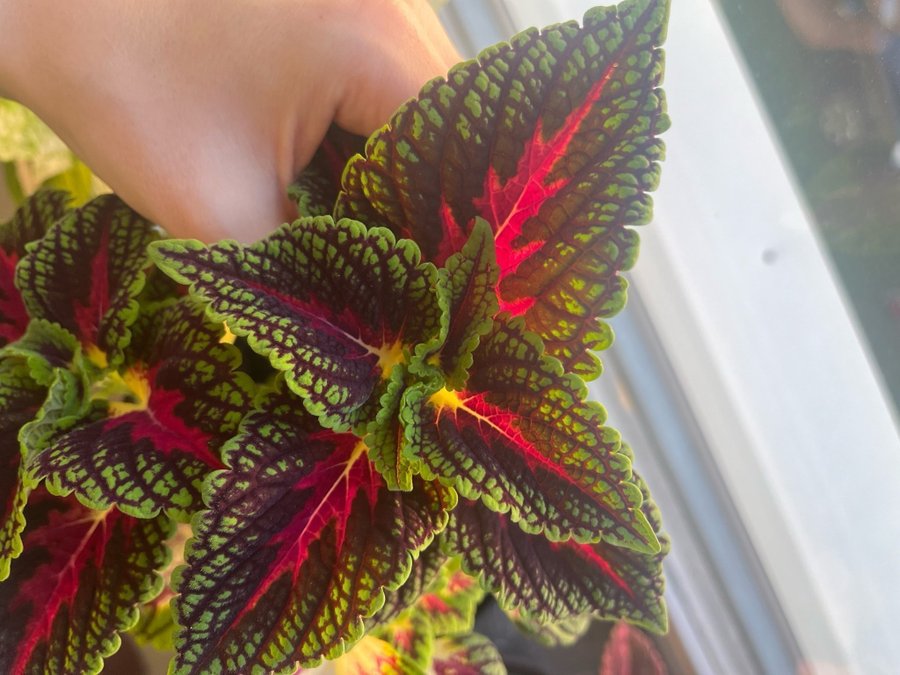 Stickling Palettblad Coleus Space Cake