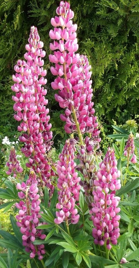 Lupin Mellan Rosa 20 Frön