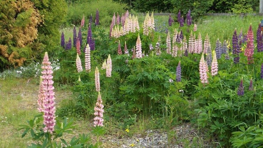 Lupin Regnbågs- Mix tvåfärgade lilavit och rosavit samt Lila och Rosa 25 Frön