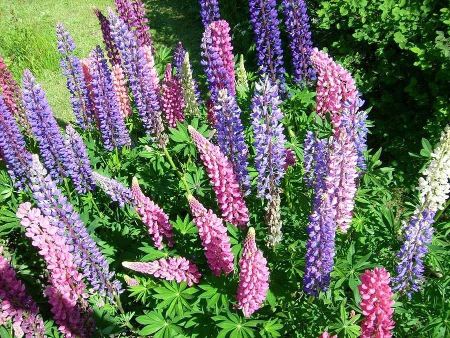 Lupin Regnbågs- Mix tvåfärgade lilavit och rosavit samt Lila och Rosa 25 Frön