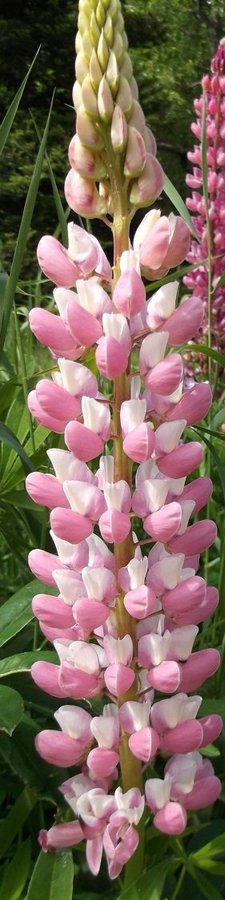 Lupin Regnbågs- Rosa Vit 20 Frön