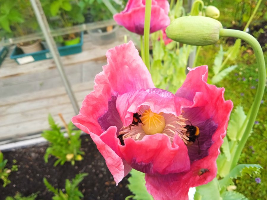 Danish Dwarf Poppy. 30 frön. Exotisk och ovanlig somniferum sort.