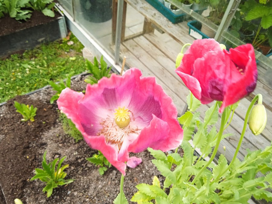 Danish Dwarf Poppy. 30 frön. Exotisk och ovanlig somniferum sort.