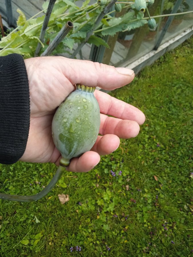 Danish Dwarf Poppy. 30 frön. Exotisk och ovanlig somniferum sort.