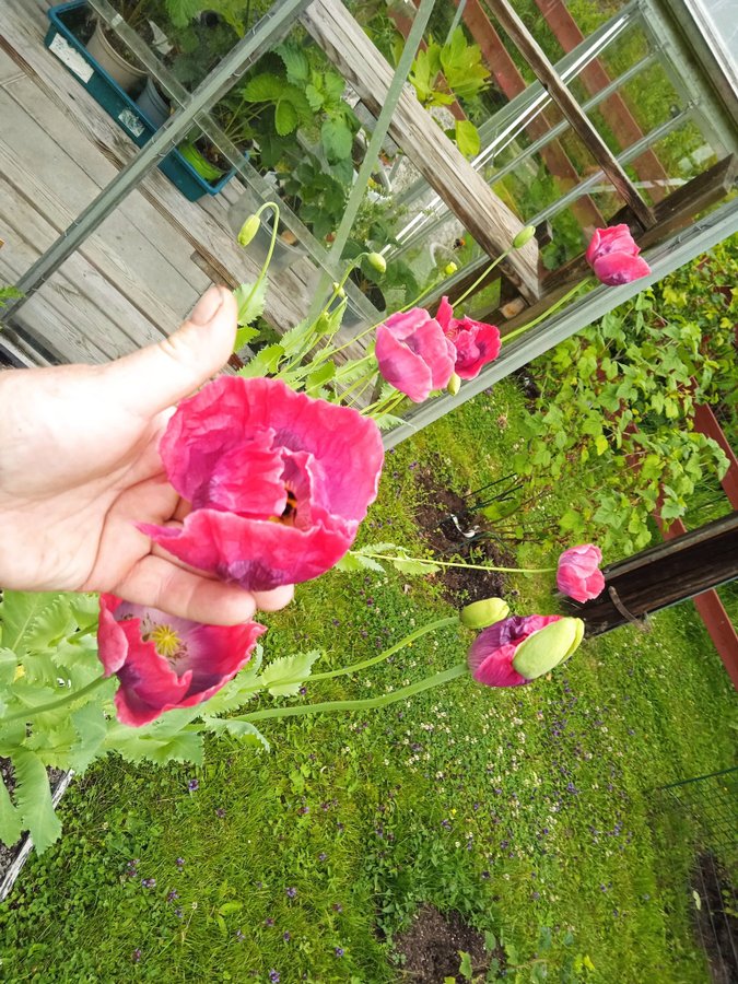 Danish Dwarf Poppy. 30 frön. Exotisk och ovanlig somniferum sort.